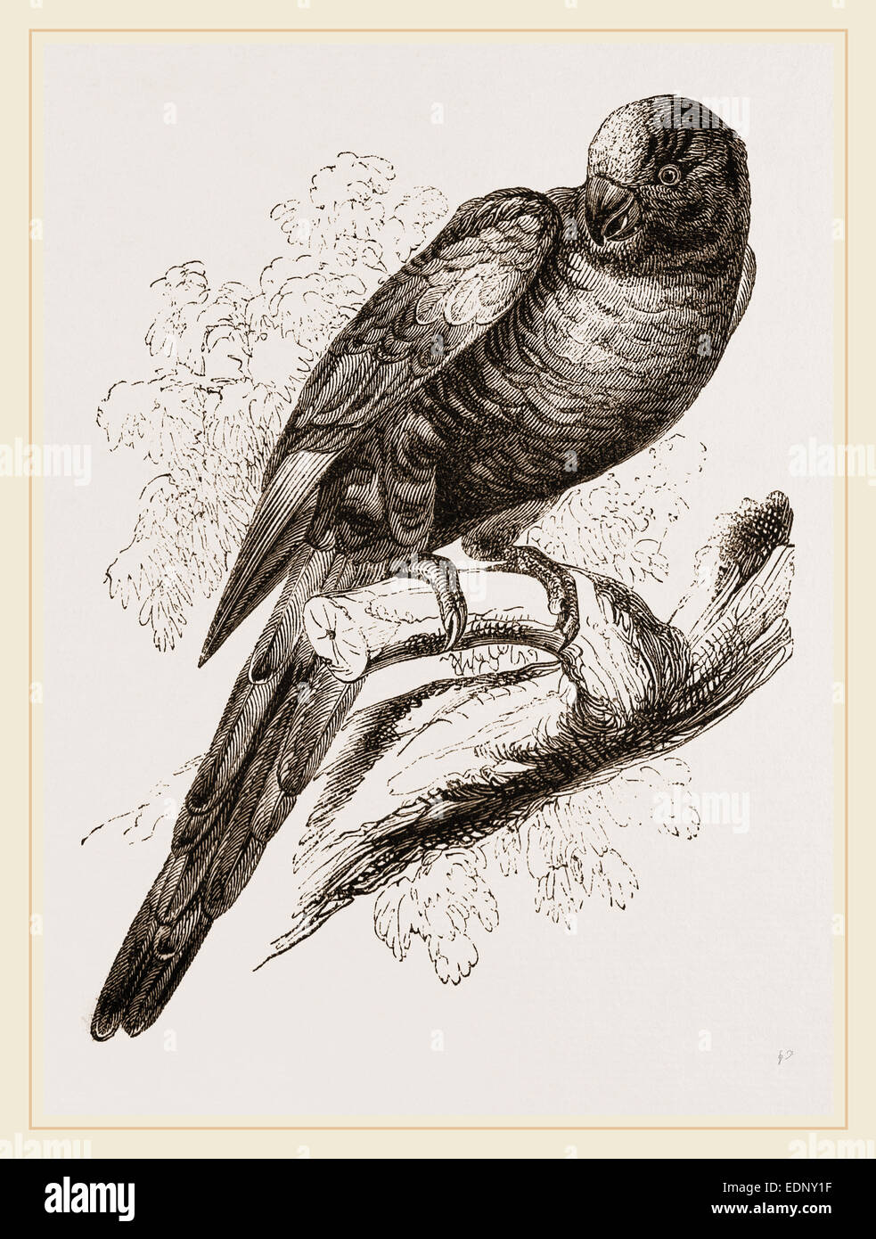 Blue mountain lorikeet hires stock photography and images Alamy