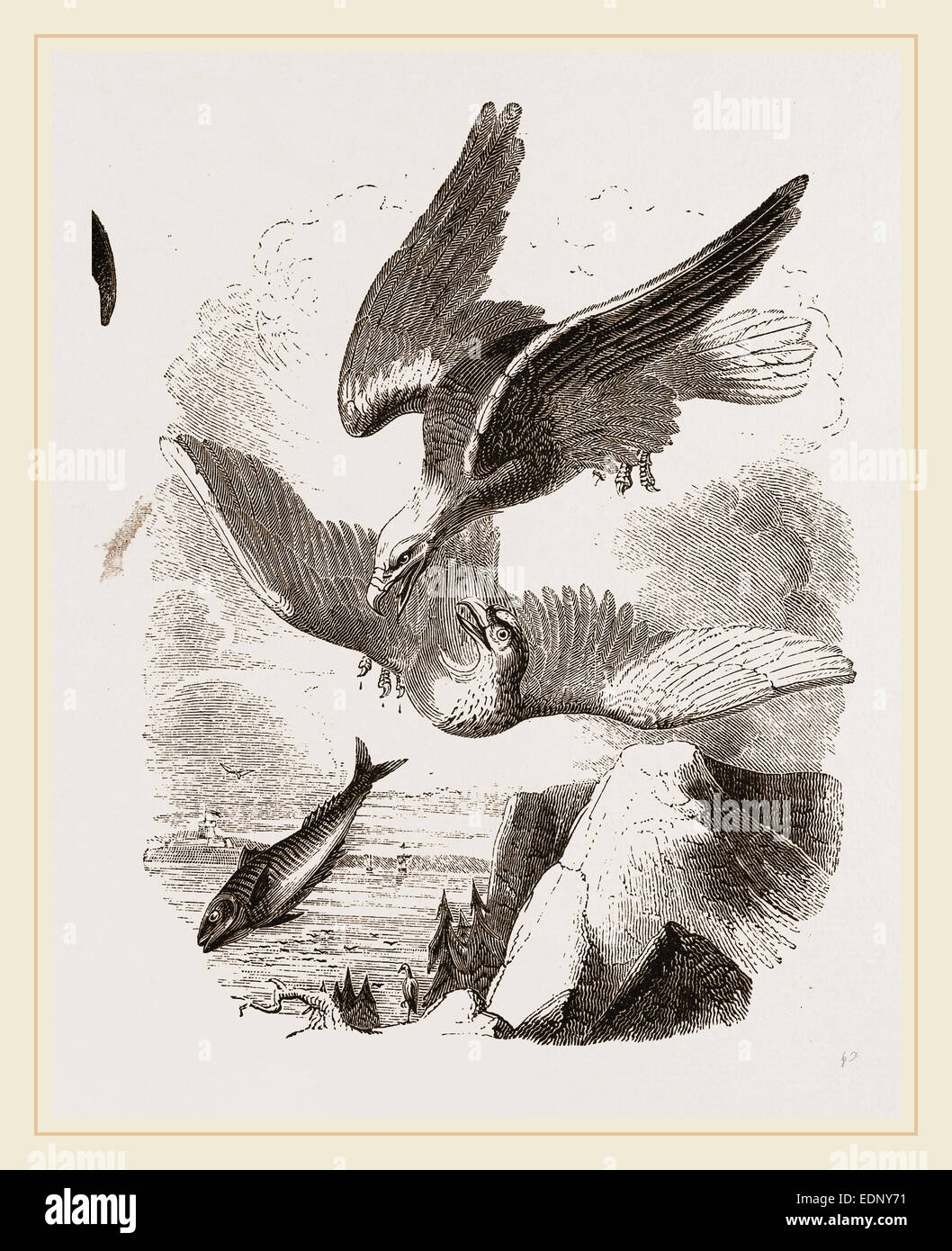 White headed eagle hi-res stock photography and images - Alamy