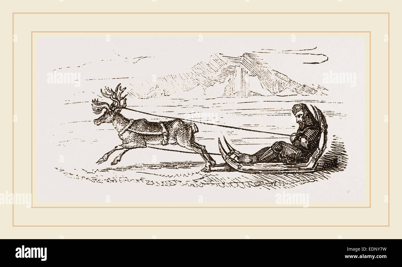 Rein-Deer harnessed to a Sledge Stock Photo