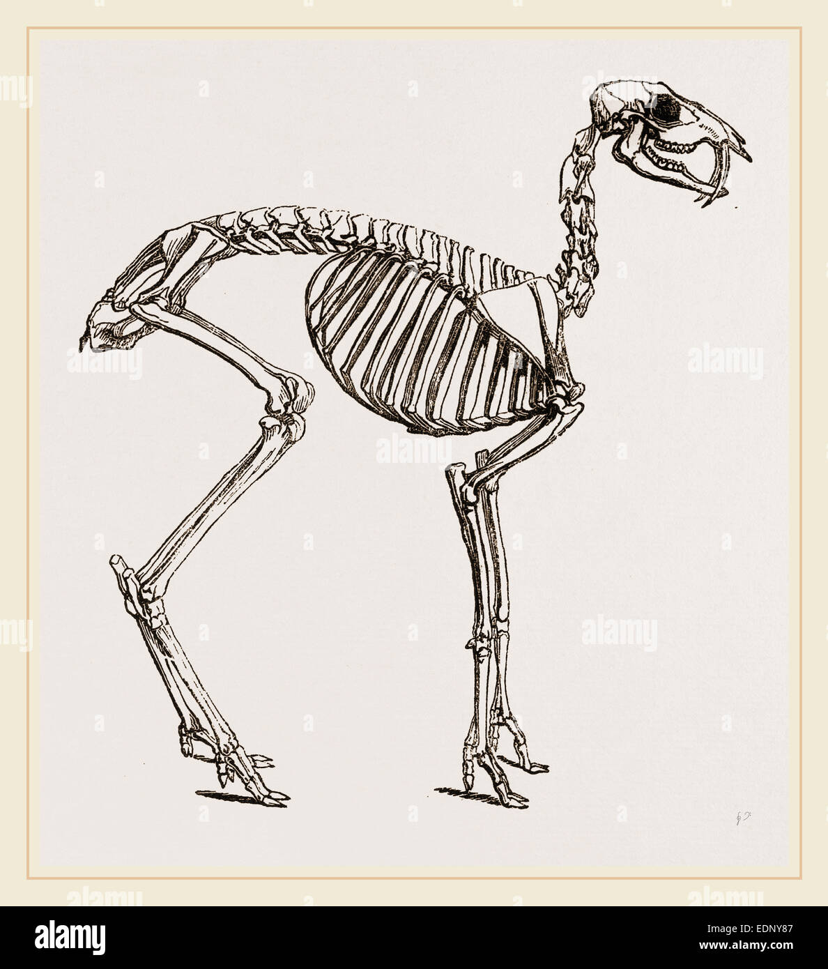 Skeleton of Musk-Deer Stock Photo