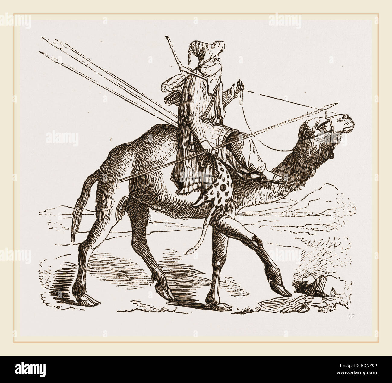 Camel mounted hires stock photography and images Alamy