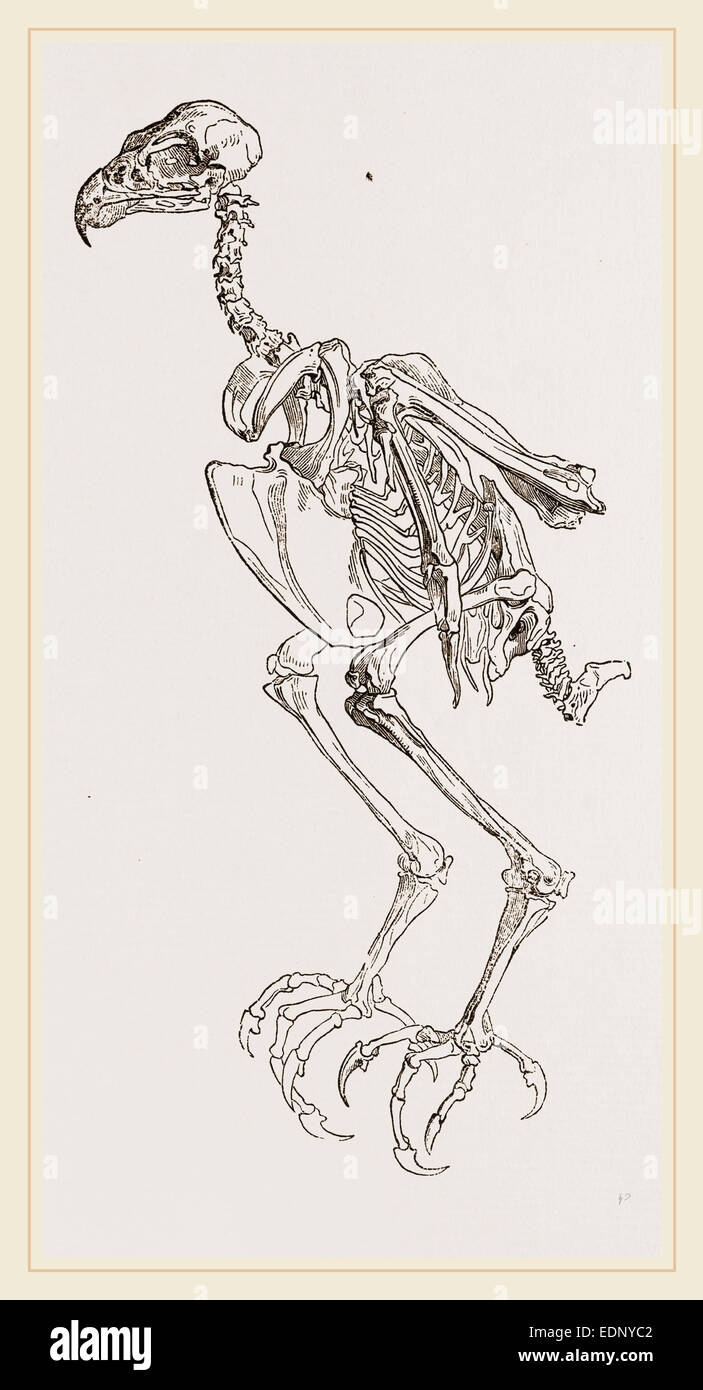 Skeleton of Hawk Stock Photo - Alamy