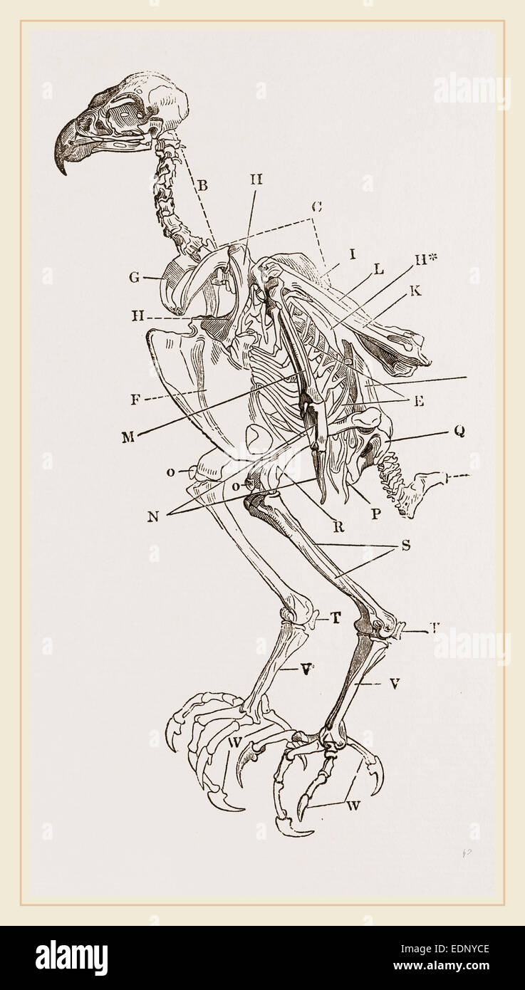 Skeleton of Hawk Stock Photo - Alamy