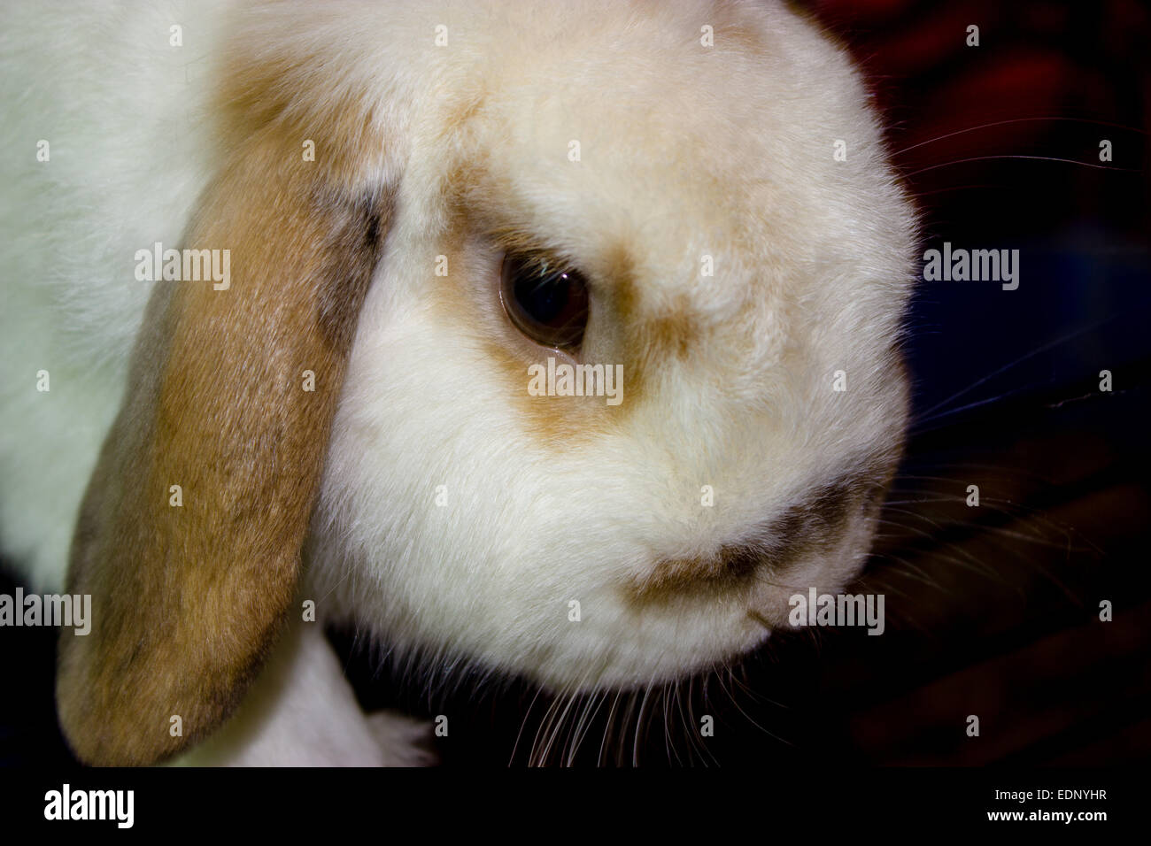 Little bunny Stock Photo