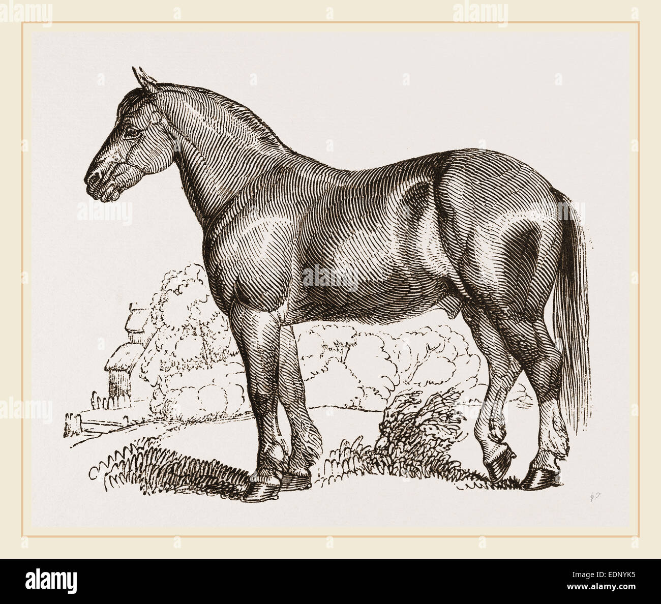 Cart horse hires stock photography and images Alamy