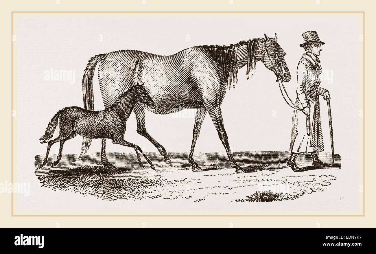 Cart horse hires stock photography and images Alamy