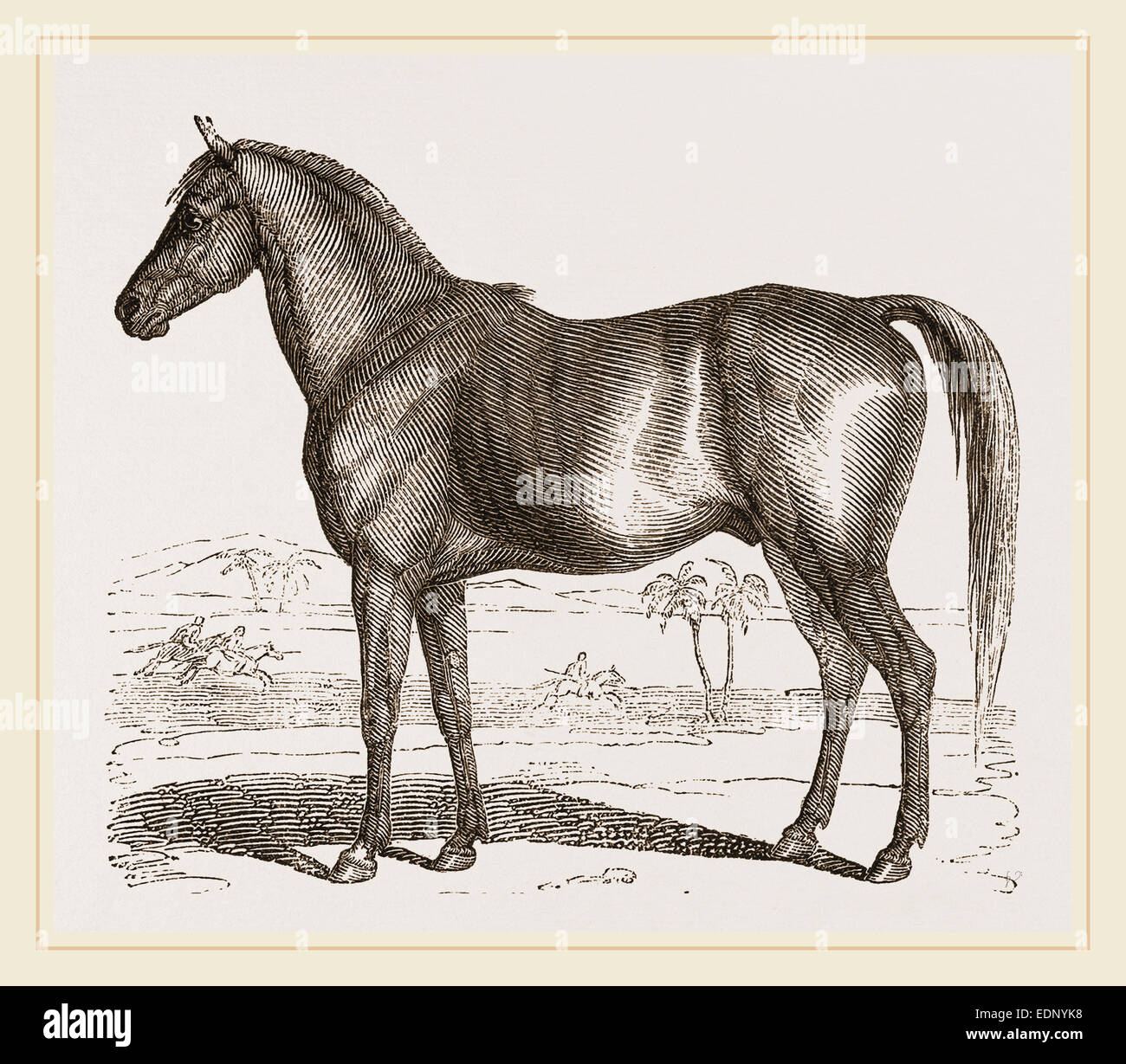 English cart Horse Stock Photo Alamy