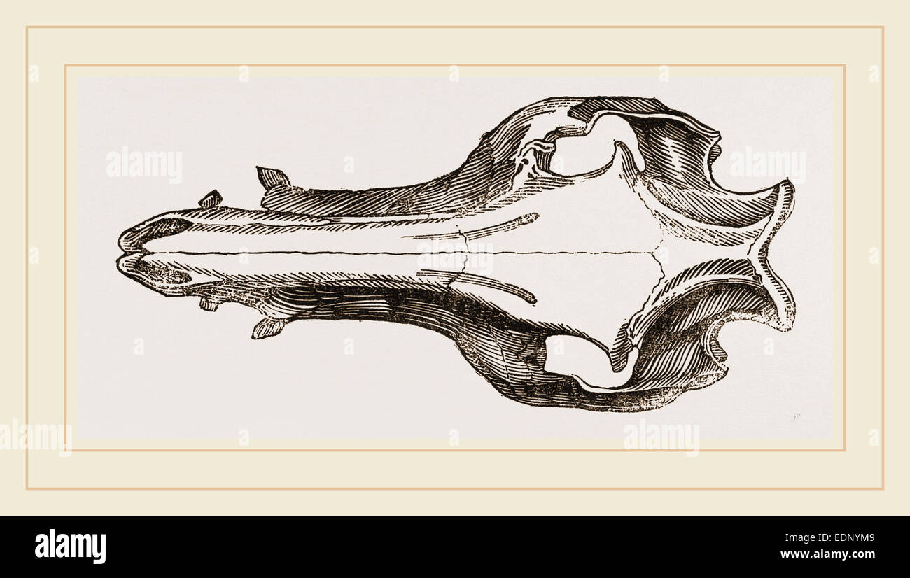 Skull of the Hog Stock Photo - Alamy