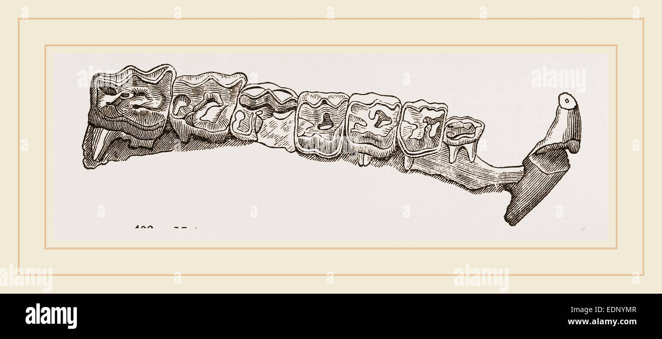 Molar teeth of upper jaw of Palaeotherium magnum Stock Photo