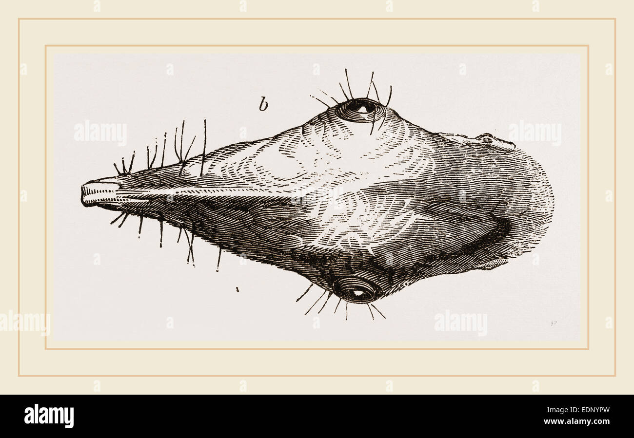 Head of Tupaia Tana Stock Photo Alamy