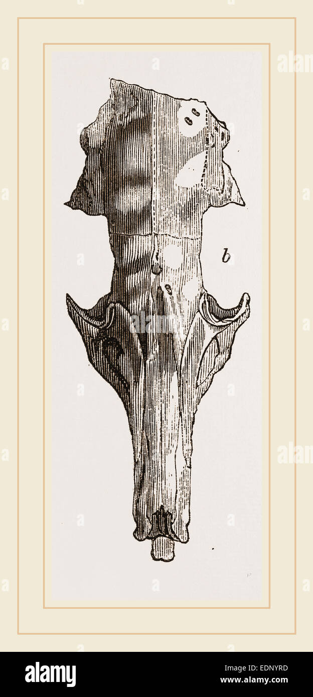 Skull of Solenodon Stock Photo Alamy