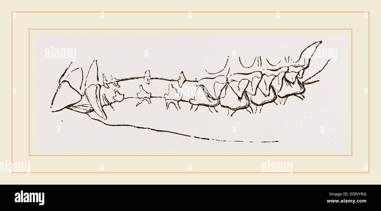 Teeth of Star nosed Mole Stock Photo Alamy