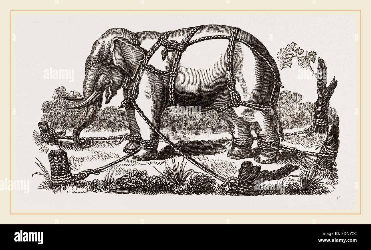 Elephant harnessed in a keddah Stock Photo