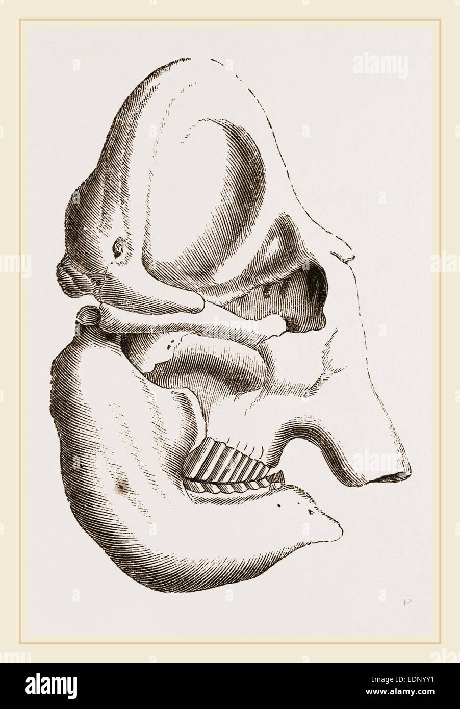 Indian elephant skull hi-res stock photography and images - Alamy