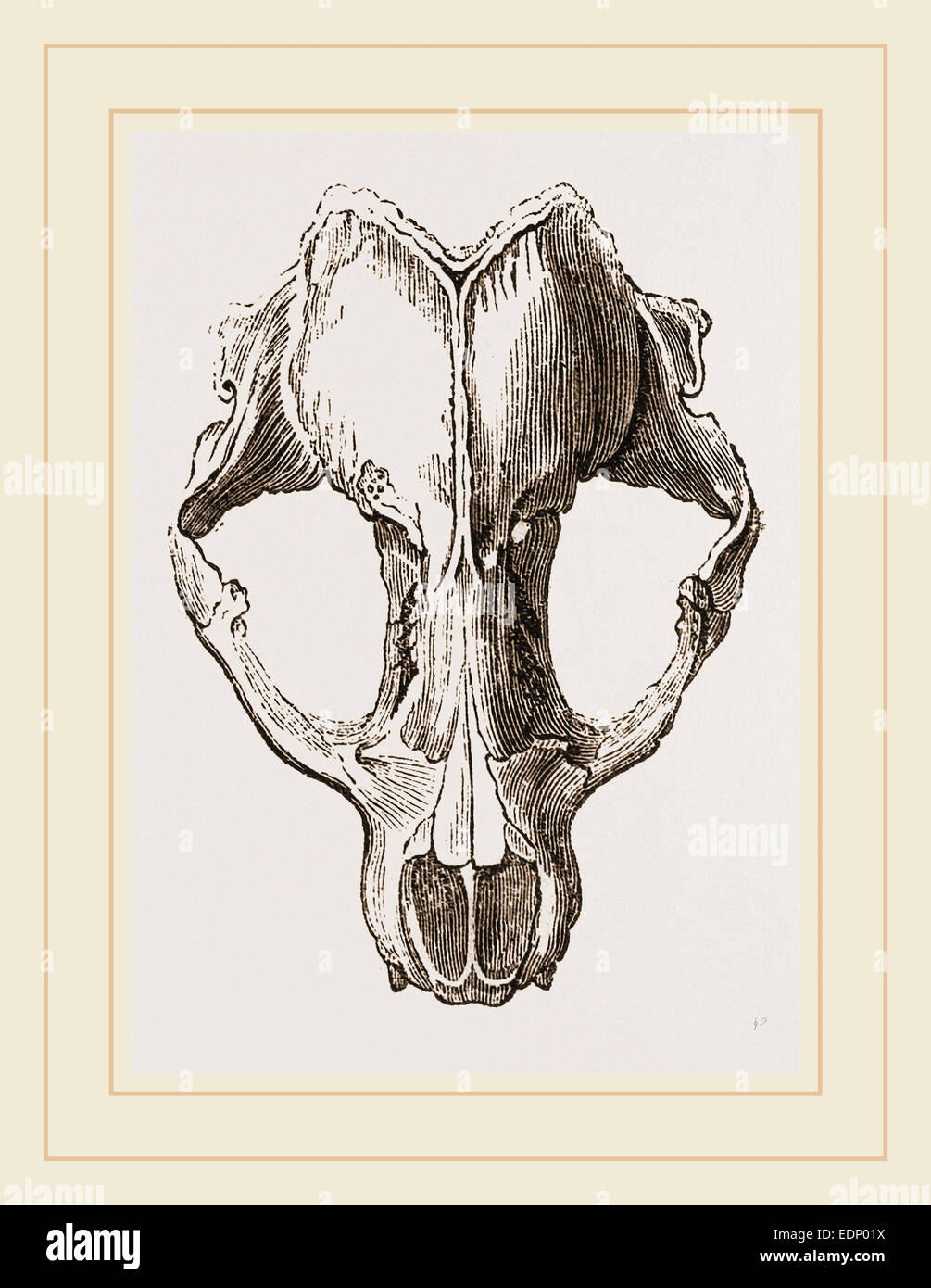 Skull of Seal Stock Photo Alamy