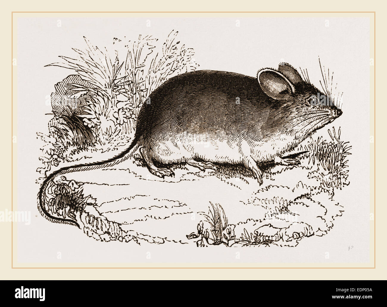 Darwins mouse hi-res stock photography and images - Alamy