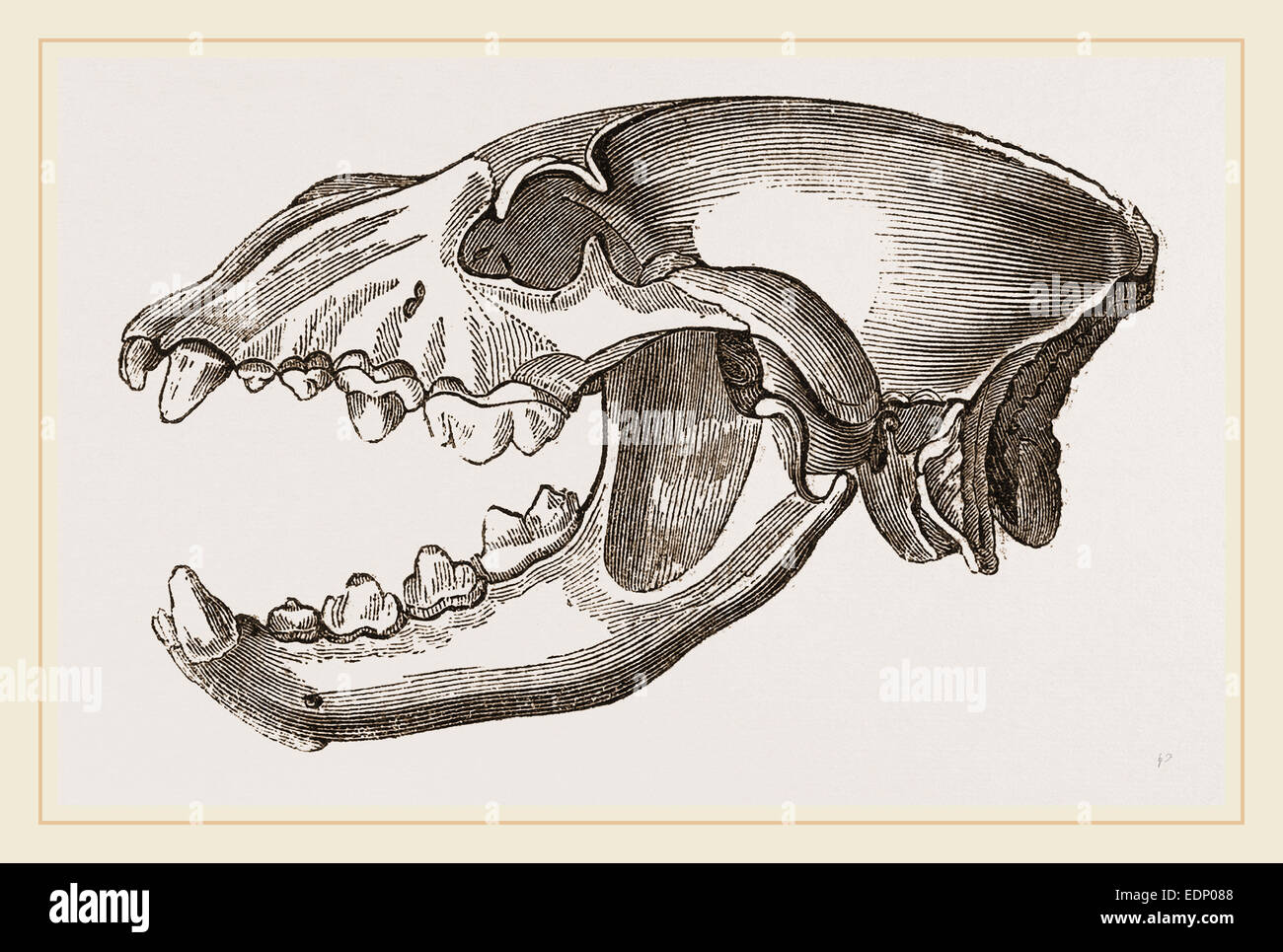 Skull of Spotted Hyena Stock Photo - Alamy