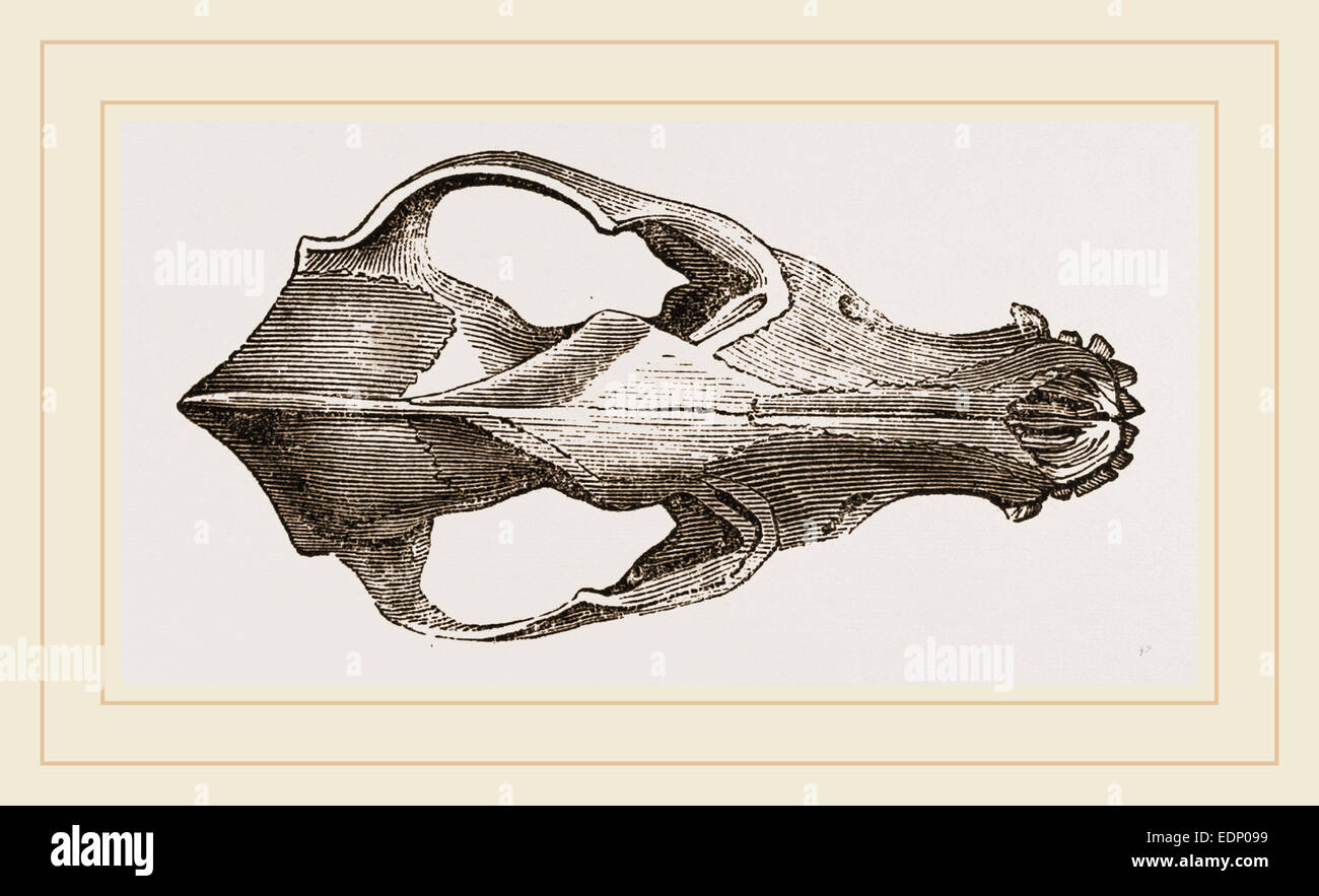Skull of Jackal Stock Photo - Alamy