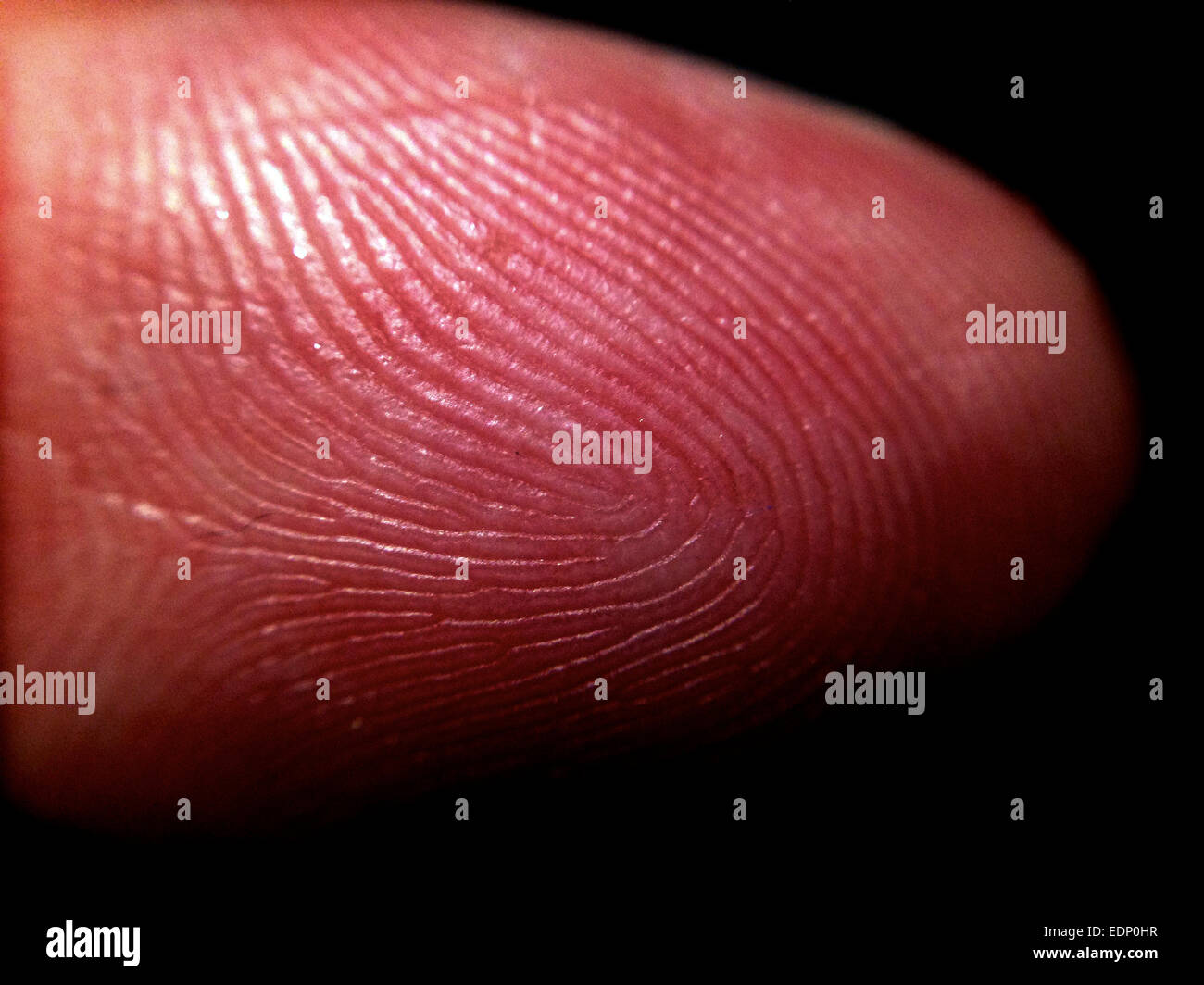 Fingerprint showing swirls and whirls. January 2015 Stock Photo