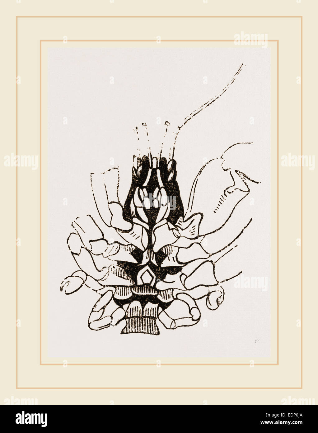 Suborbita Cenobita