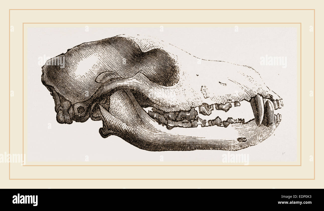 Skull of a Matin dog Stock Photo