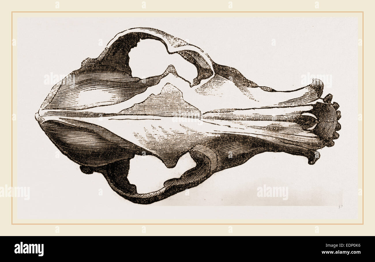 Skull of a Matin dog Stock Photo