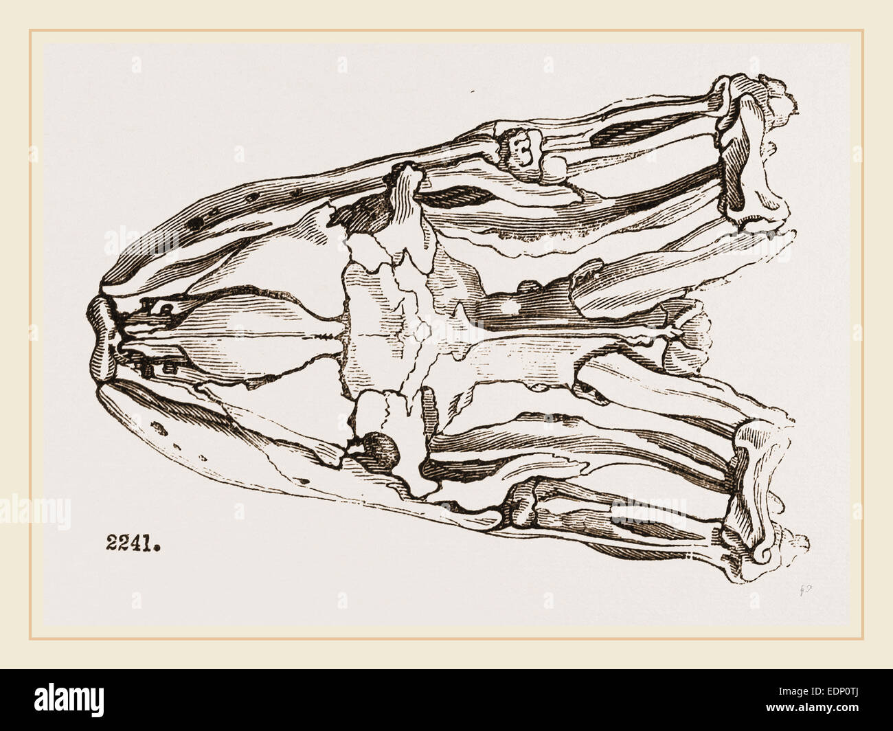 Skull of Python Stock Photo - Alamy