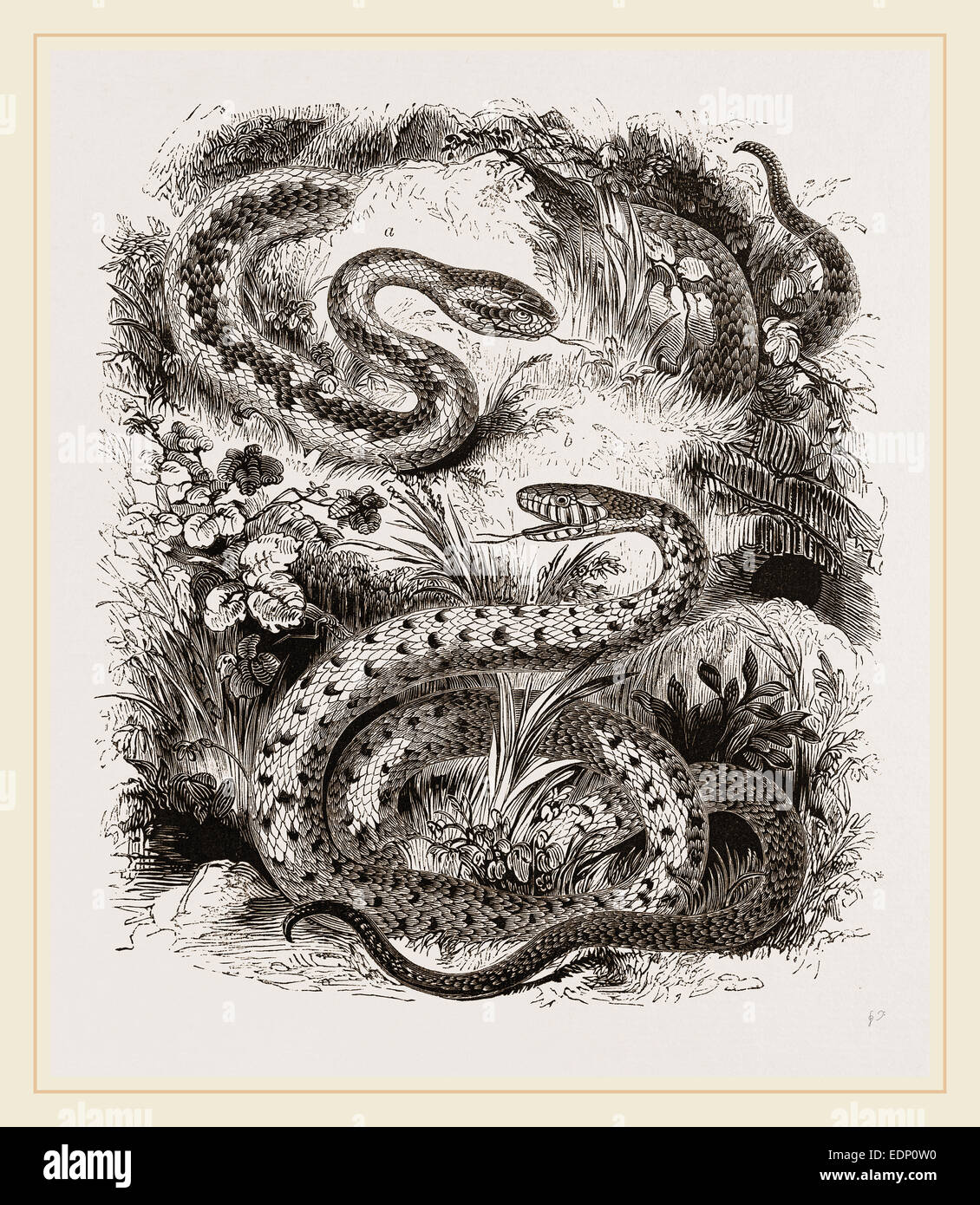 Common Adder and Ringed Snake Stock Photo - Alamy