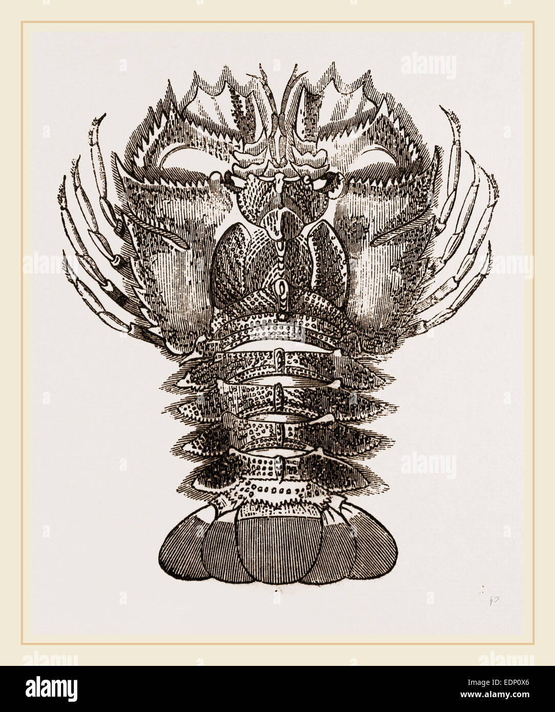 Ibacus hires stock photography and images Alamy