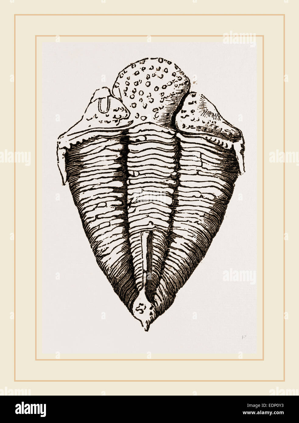 Trilobite. fossil group of extinct marine arthropods that form the class Trilobita. Stock Photo