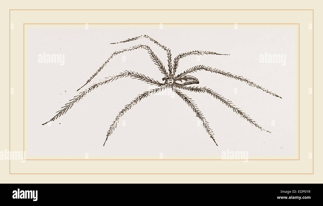 Long legged HouseSpider Stock Photo Alamy
