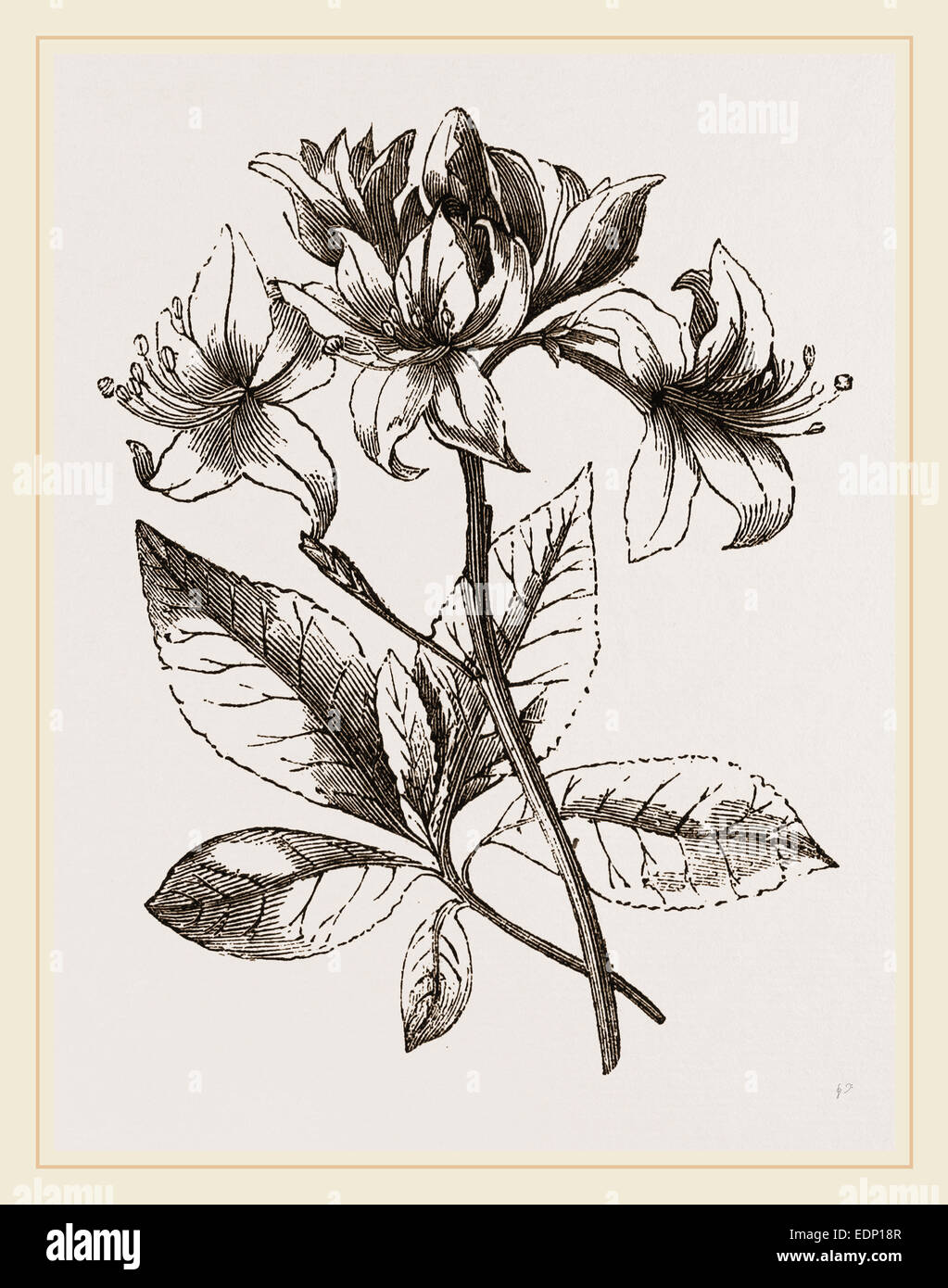 Azalea history hi-res stock photography and images - Alamy