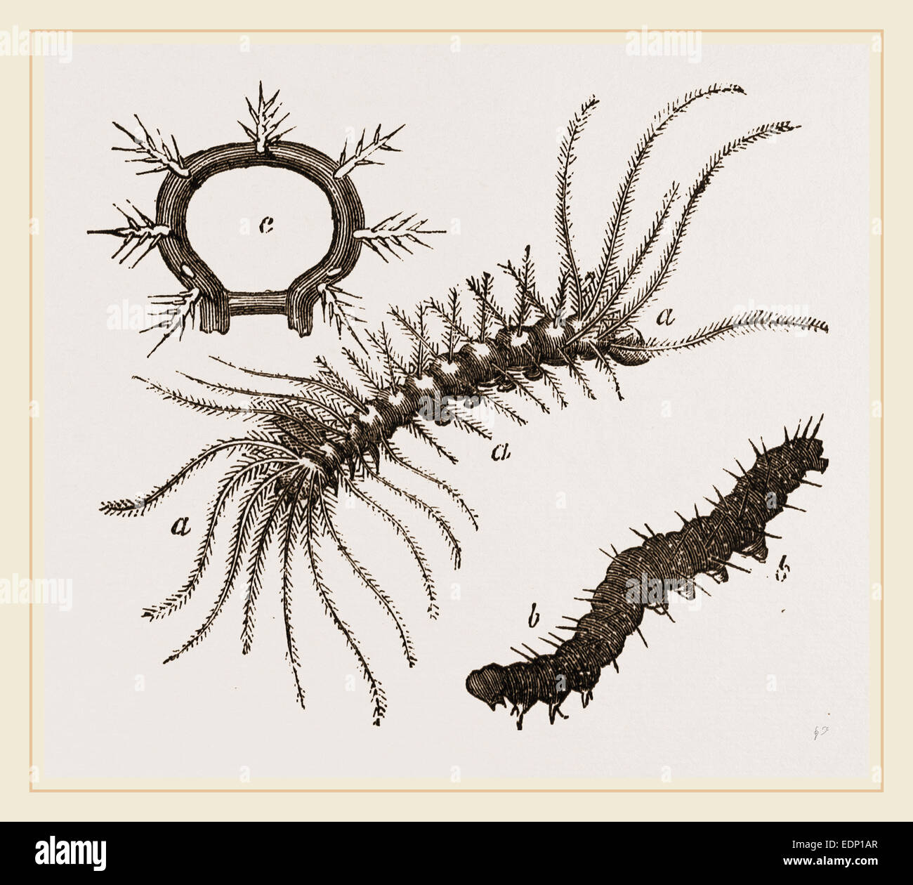 Spiny caterpillars hi-res stock photography and images - Alamy