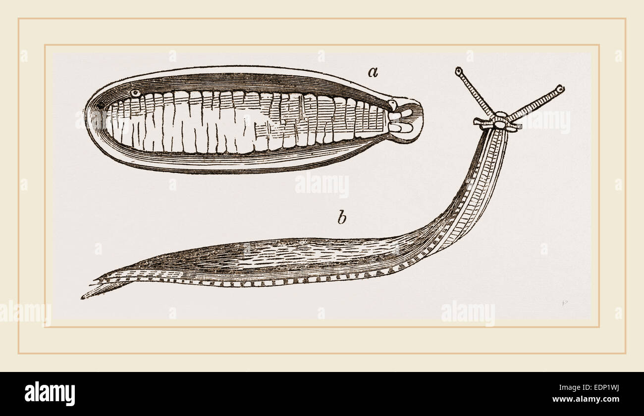 Shielded slug hires stock photography and images Alamy
