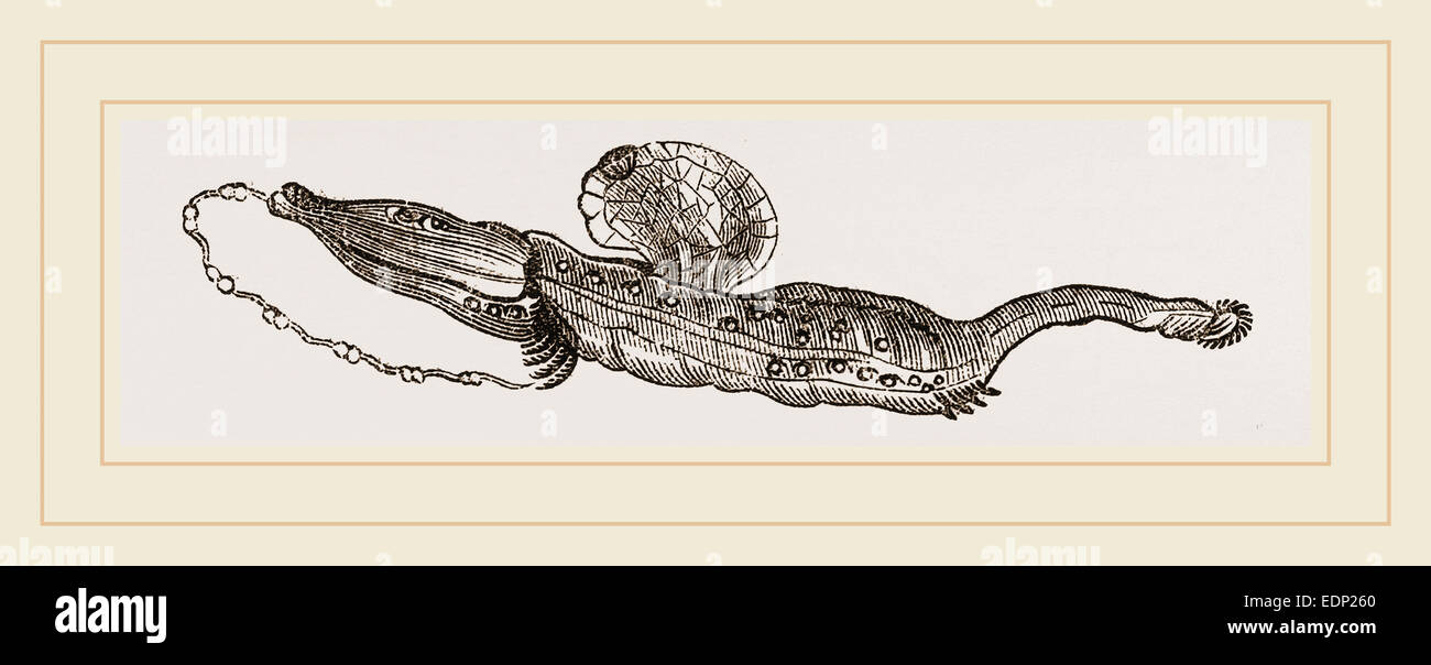 Firola hi-res stock photography and images - Alamy