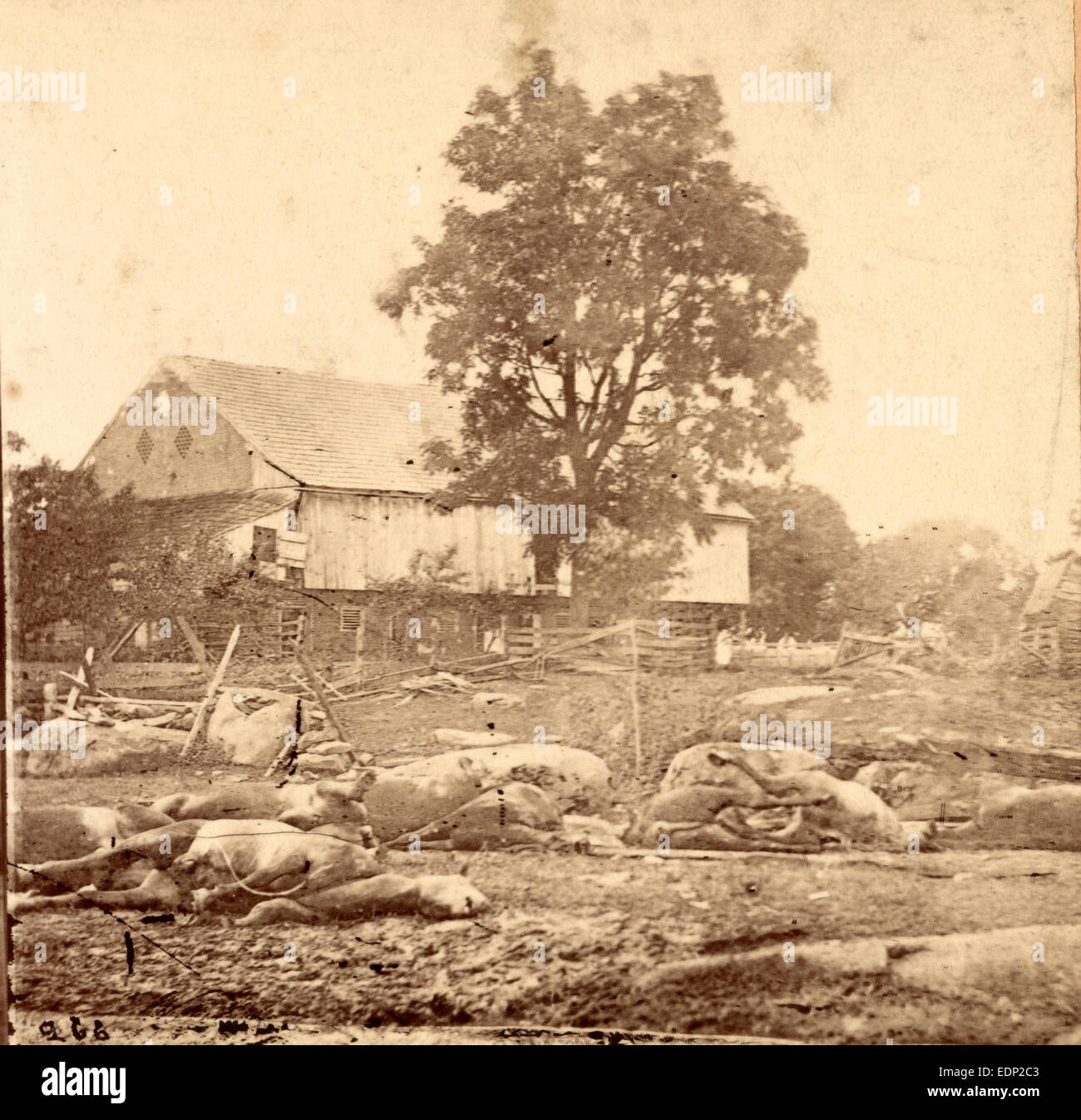 In Trossel's barnyard, Gettysburg, USA, US, Vintage photography Stock Photo