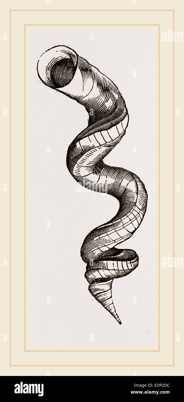 Vermetus hi-res stock photography and images - Alamy
