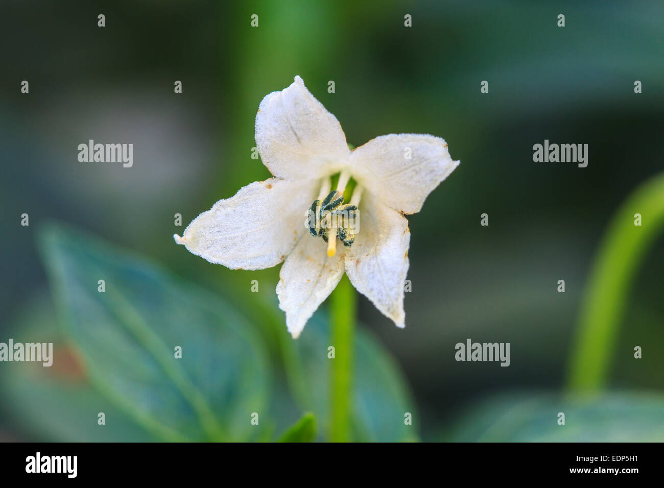 white chili flower in the garden, Thai plant Stock Photo Alamy