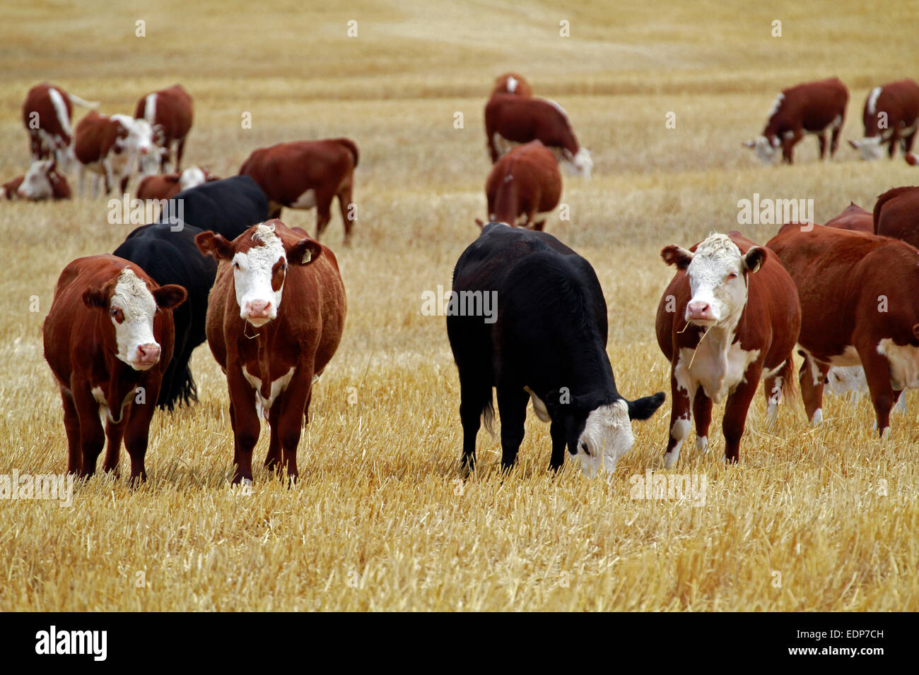 Cows grazing in a harvested wheat field on a farm in the Swartland