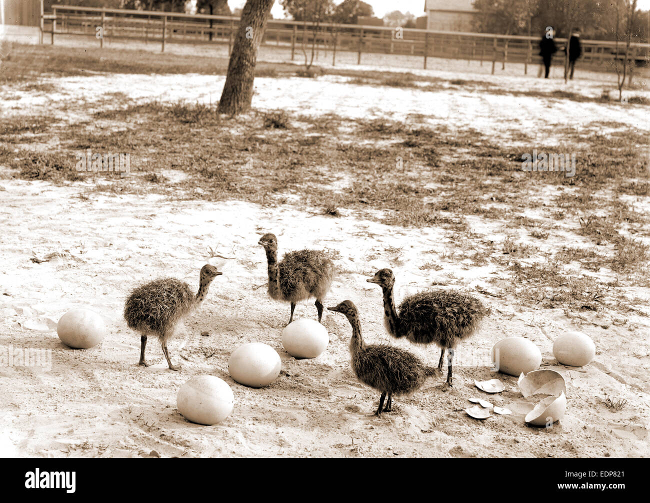 Ostrich farm, Hot Springs, Ark, Ostriches, United States, Arkansas, Hot Springs, 1880 Stock Photo