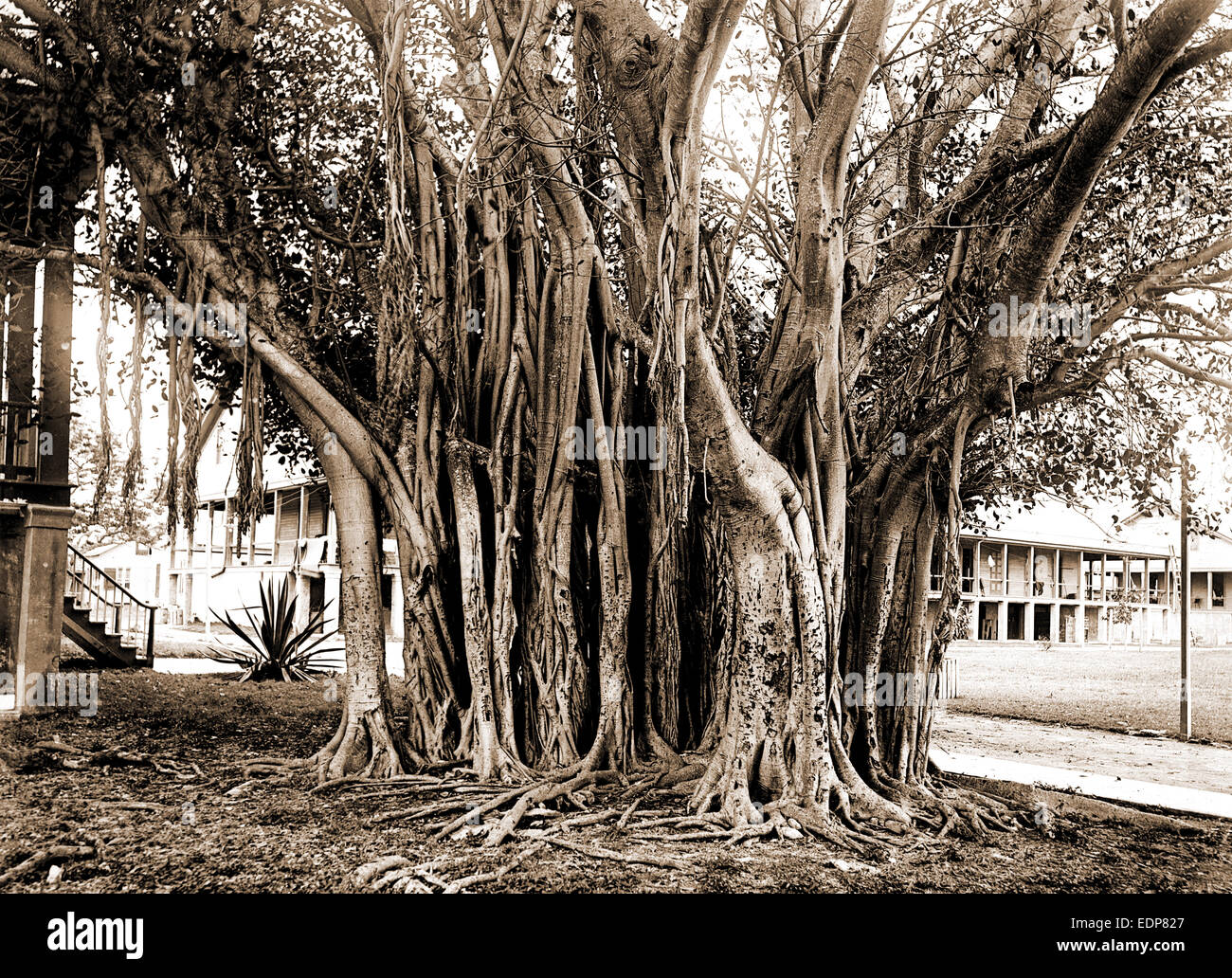 Rubber tree in U.S. barracks, Key West, Fla, Rubber trees, Barracks