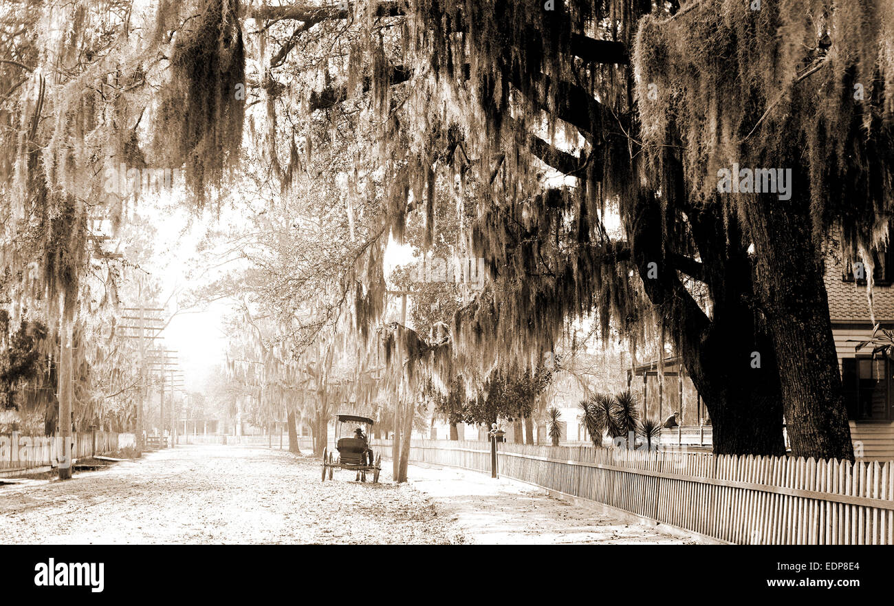Sumter Avenue, Summerville, S.C, Spanish moss, Residential streets