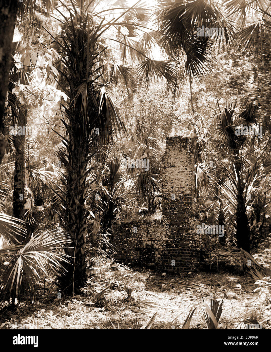 Chimneys, Ormond hammock, The, Jackson, William Henry, 1843-1942, Chimneys, Palms, Ruins, United States, Florida, Ormond Beach Stock Photo