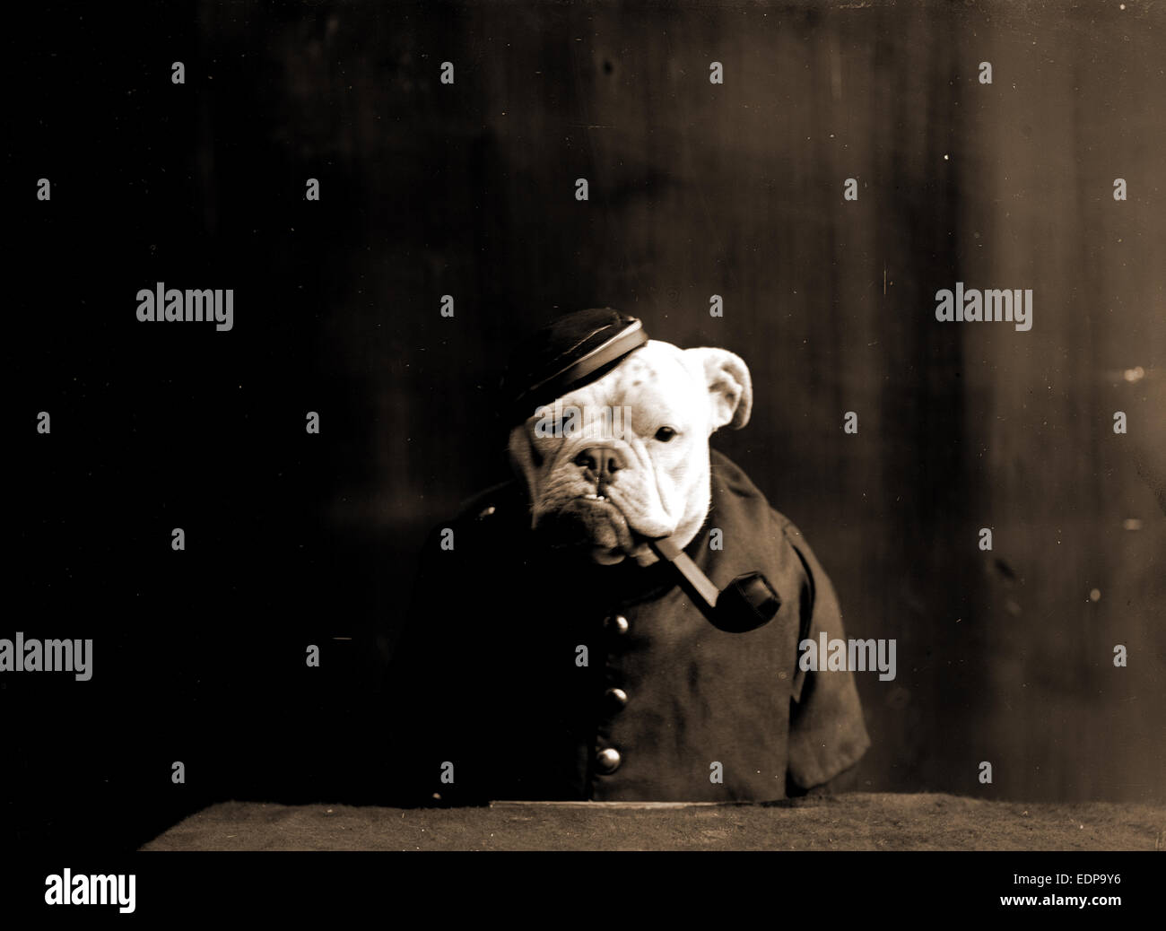 Tommy Atkins, Dogs, Animals in human situations, Pipes, 1905 Stock Photo