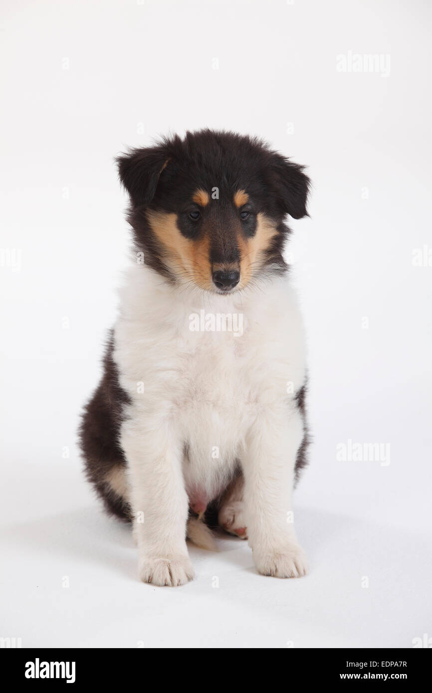 Rough Collie, puppy, 8 weeks, tricolour|Collie, Welpe, 8 Wochen ...