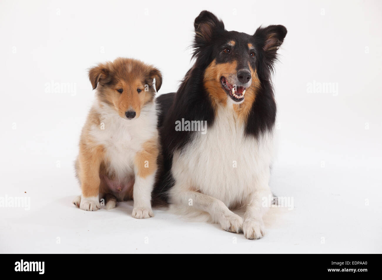 Rough Collie, bitch with puppy, 8 weeks|Collie, Huendin mit Welpe, 8 ...
