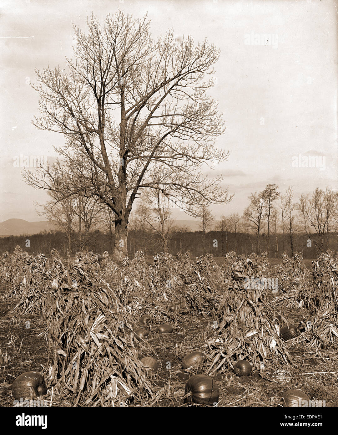 Corn and pumpkins, Berkshire Hills, Mass, Pumpkins, Corn, Farms, United States, Massachusetts, Berkshire Hills, 1906 Stock Photo