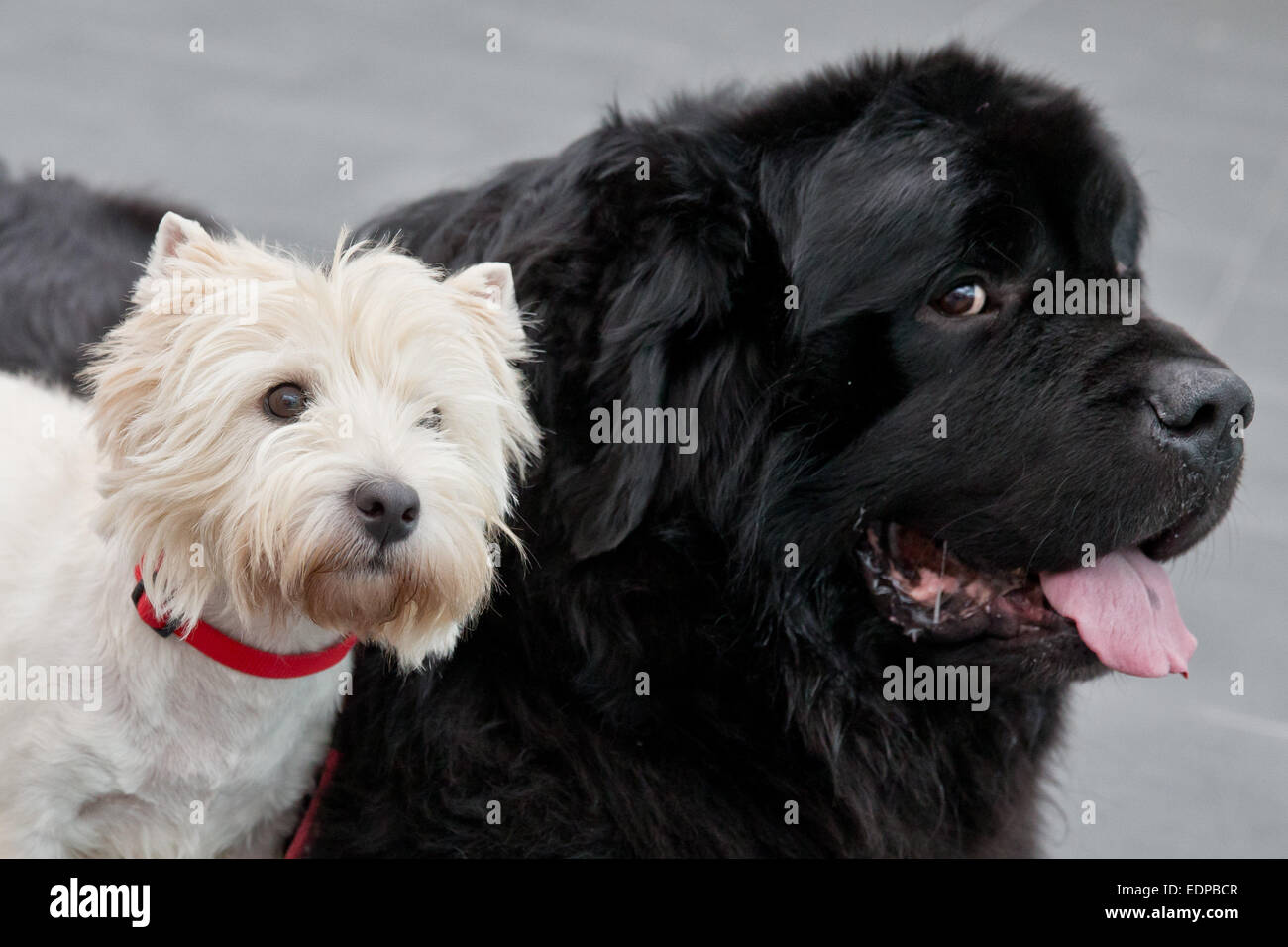 West Highland White Terrier Josy (L) and Newfoundland dog Mambo pose at