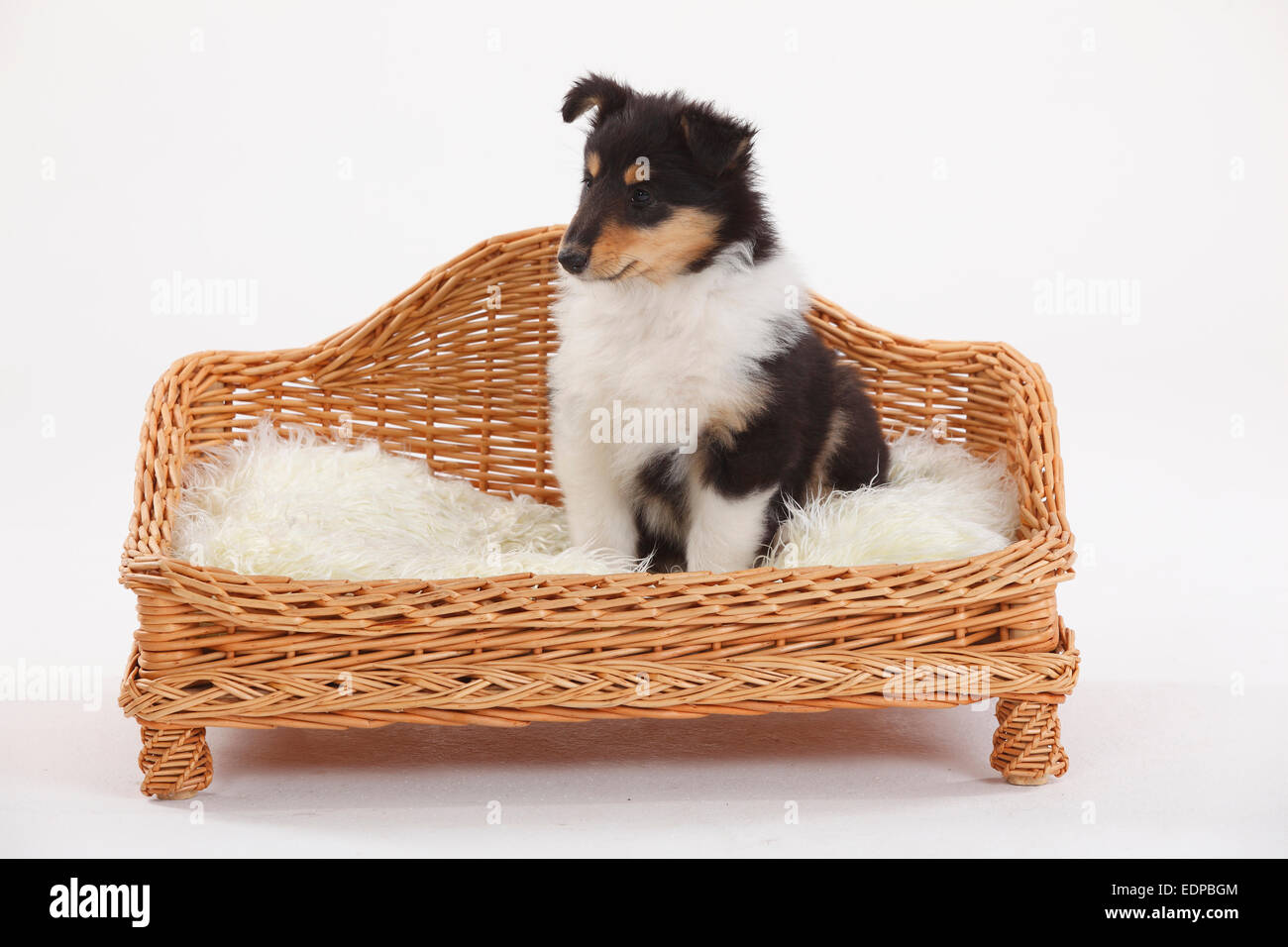 Rough Collie, puppy, 8 weeks, tricolour|Collie, Welpe, 8 Wochen ...