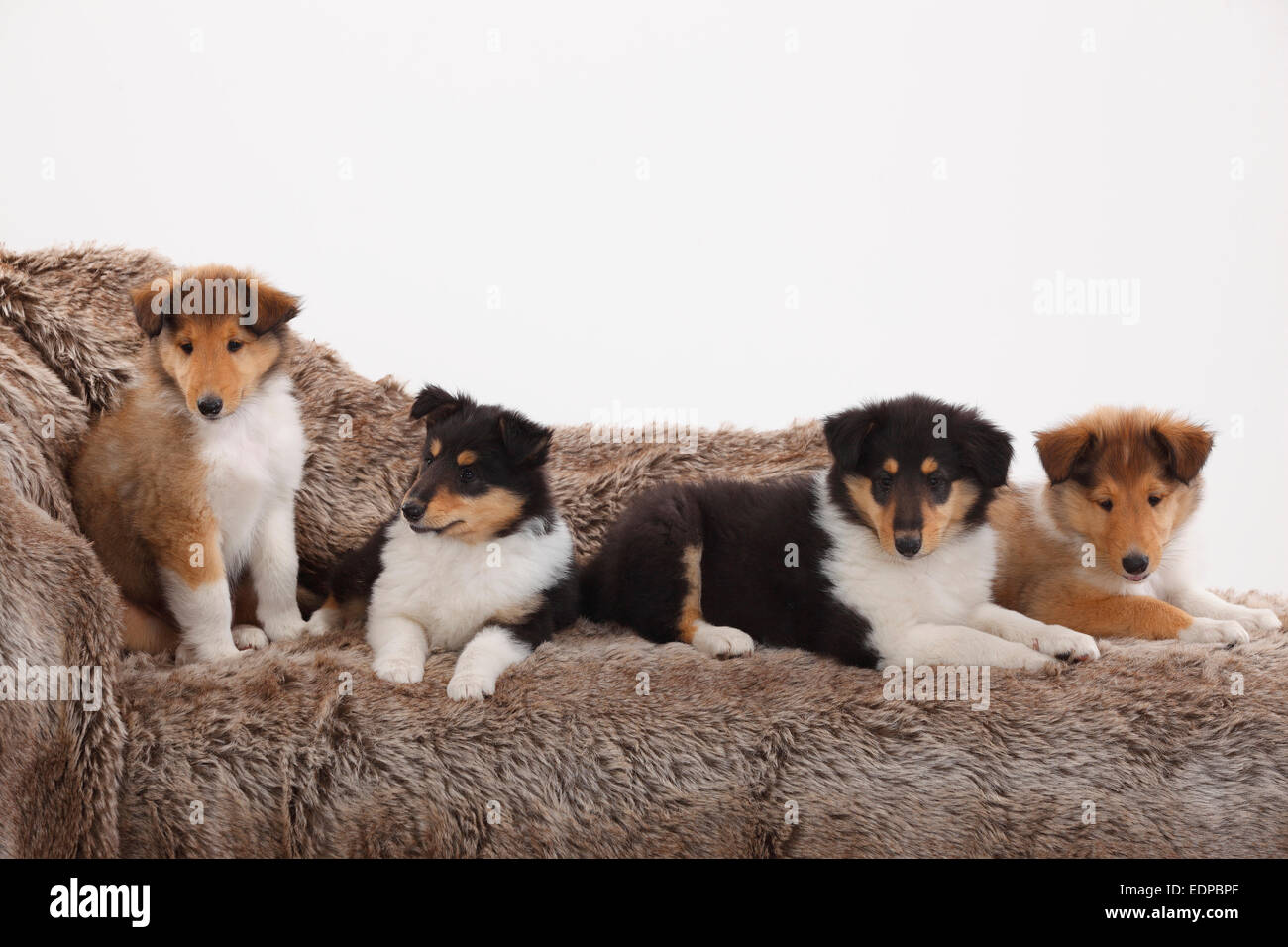 Rough Collie Puppies High Resolution Stock Photography and Images - Alamy